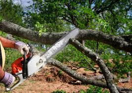 How Our Tree Care Process Works  in  Mountain Lakes, NJ